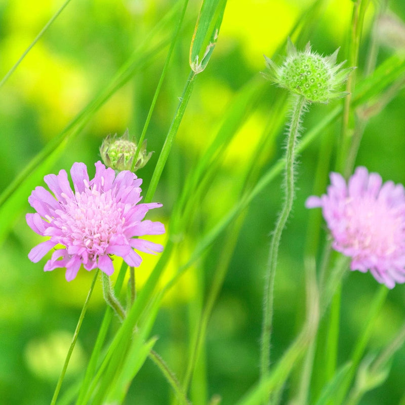 Scabiosa Kudo Pink Perennial Bedding