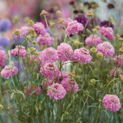 Scabiosa Kudo Pink Perennial Bedding