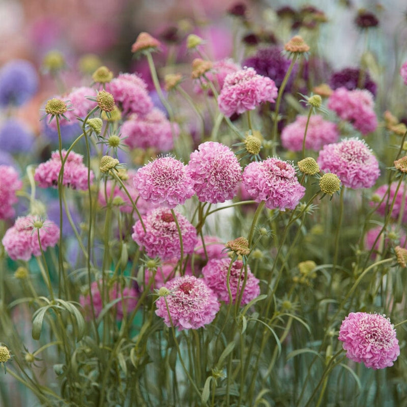Scabiosa Kudo Pink Perennial Bedding