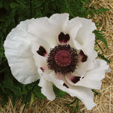 Papaver Royal Wedding Perennial Bedding