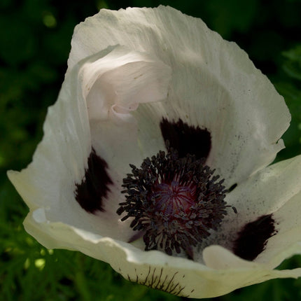 Papaver Royal Wedding Perennial Bedding