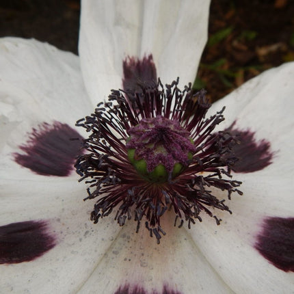 Papaver Royal Wedding Perennial Bedding