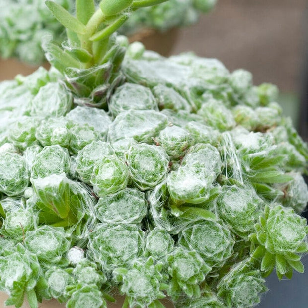 Sempervivum Arctic White Perennial Bedding