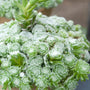 Sempervivum Arctic White Perennial Bedding