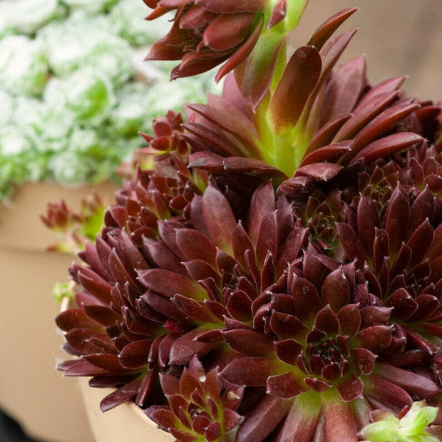 Sempervivum Coral Red Perennial Bedding