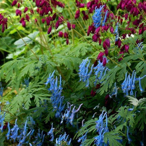 Corydalis Blue Heron Perennial Bedding