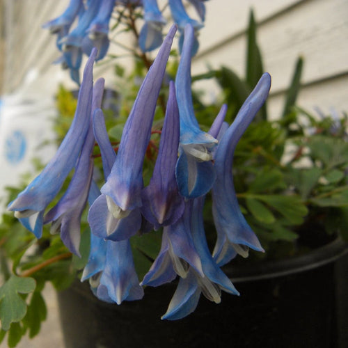 Corydalis Blue Heron Perennial Bedding