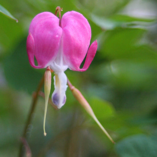 Dicentra Spectabilis Perennial Bedding