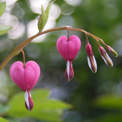 Dicentra Spectabilis Perennial Bedding