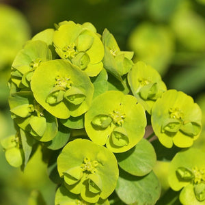 Euphorbia Robbiae Perennial Bedding