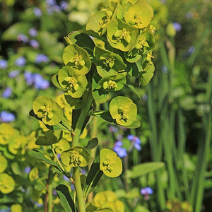 Euphorbia Robbiae Perennial Bedding