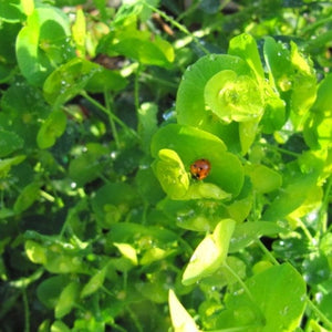 Euphorbia Robbiae Perennial Bedding