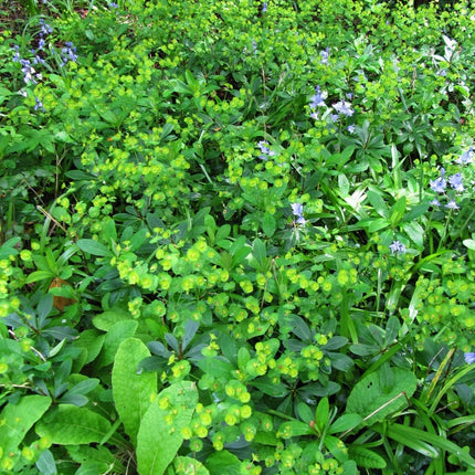 Euphorbia Robbiae Perennial Bedding