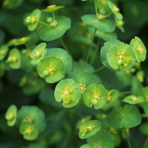 Euphorbia Robbiae Perennial Bedding