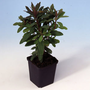 Euphorbia Robbiae Perennial Bedding