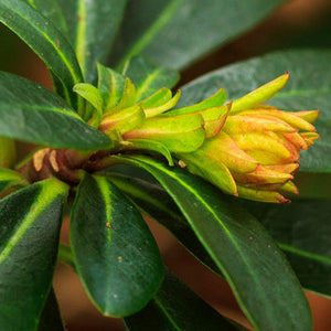 Euphorbia Robbiae Perennial Bedding