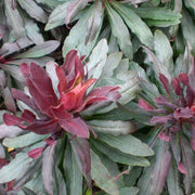 Euphorbia Ruby Glow Perennial Bedding