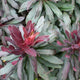 Euphorbia Ruby Glow Perennial Bedding