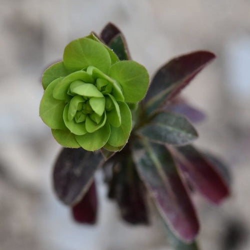 Euphorbia Ruby Glow Perennial Bedding