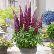 Lupin West Country Masterpiece Perennial Bedding