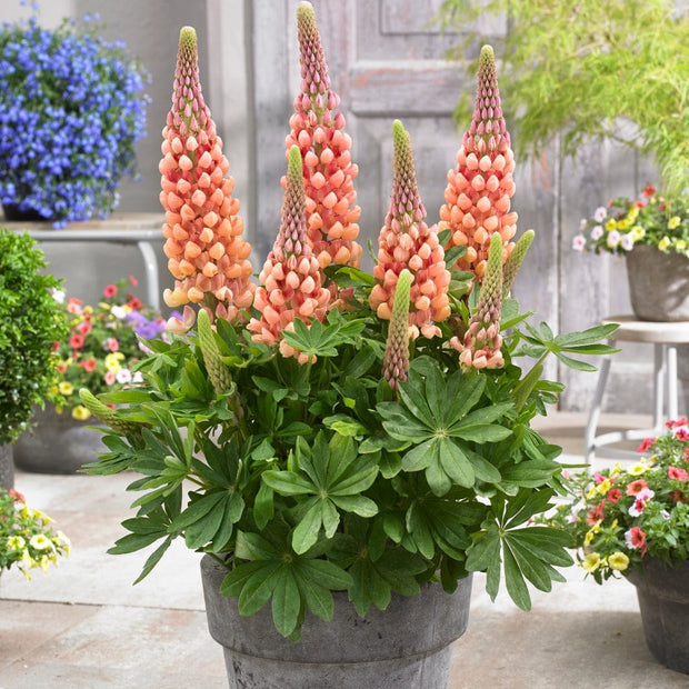 Lupin West Country Salmon Star Perennial Bedding