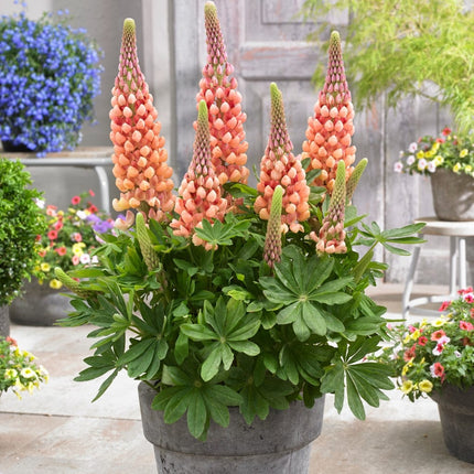 Lupin West Country Salmon Star Perennial Bedding