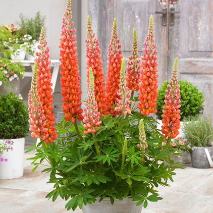 Lupin West Country Terracotta Perennial Bedding