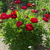 Peony Buckeye Belle Perennial Bedding