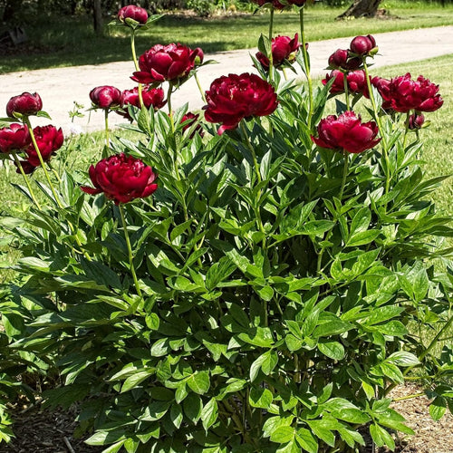 Peony Buckeye Belle Perennial Bedding