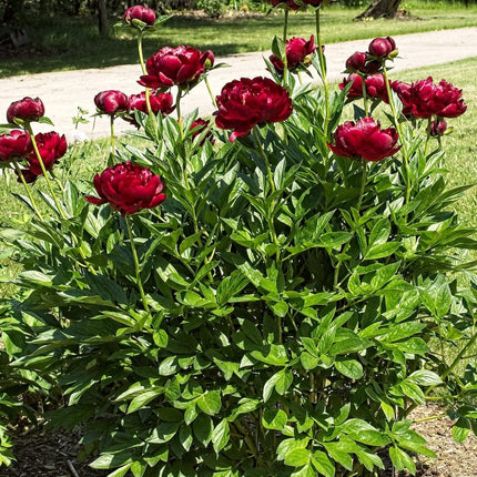 Peony Buckeye Belle Perennial Bedding