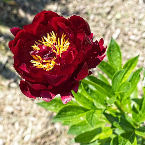 Peony Buckeye Belle Perennial Bedding