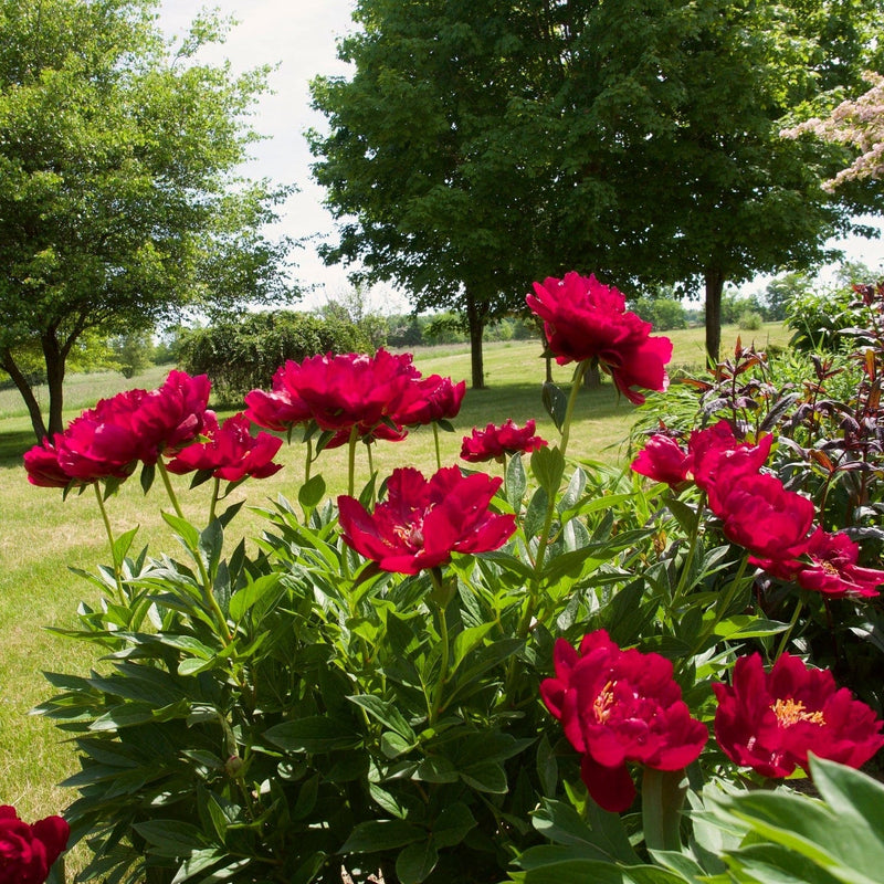Peony Buckeye Belle Perennial Bedding