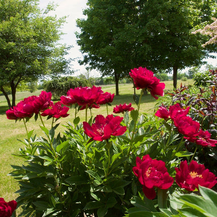 Peony Buckeye Belle Perennial Bedding