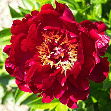Peony Buckeye Belle Perennial Bedding