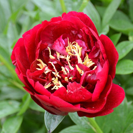 Peony Buckeye Belle Perennial Bedding