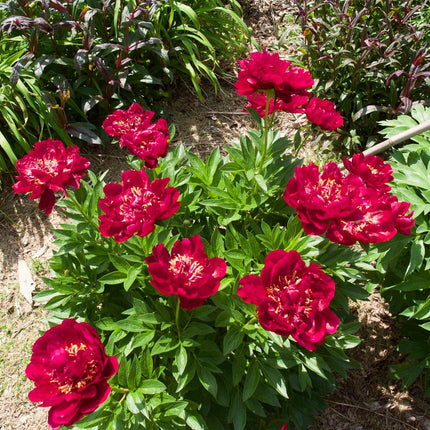Peony Buckeye Belle Perennial Bedding