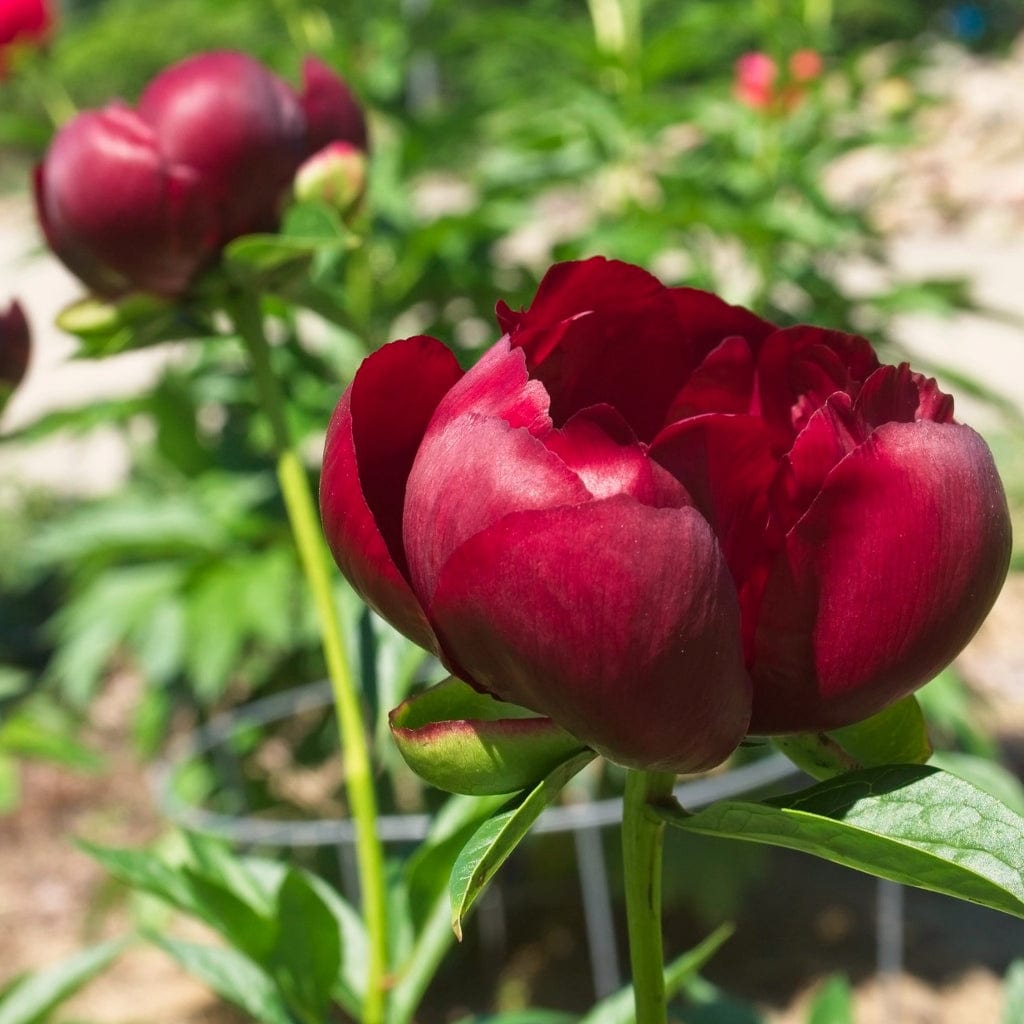 Peony 'Buckeye Belle' – Roots Plants