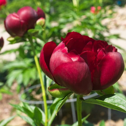 Peony Buckeye Belle Perennial Bedding