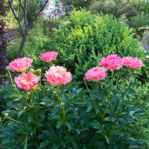 Peony Coral Sunset Perennial Bedding