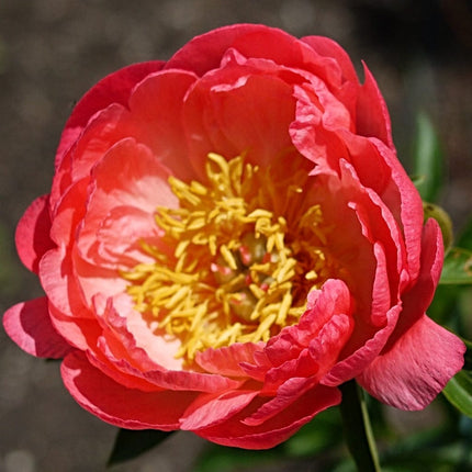 Peony Coral Sunset Perennial Bedding