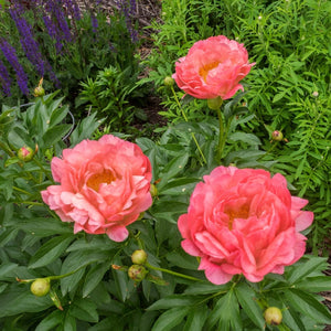 Peony Coral Sunset Perennial Bedding