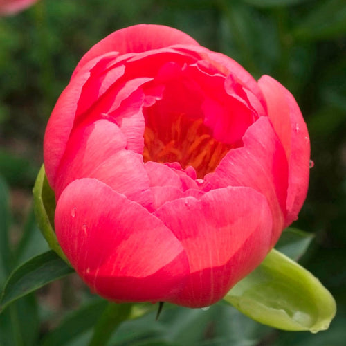 Peony Coral Supreme Perennial Bedding