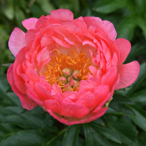 Peony Coral Supreme Perennial Bedding
