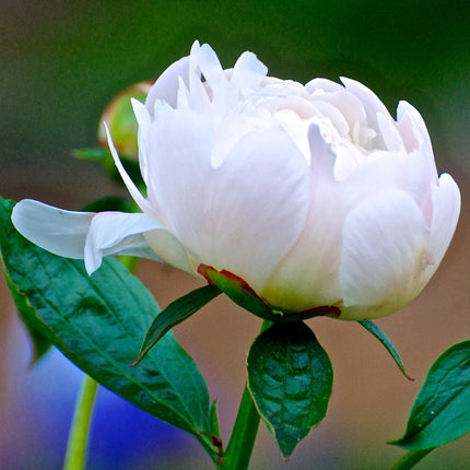 Peony Duchesse de Nemours Perennial Bedding