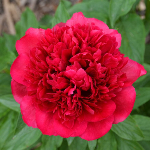 Peony Many Happy Returns Perennial Bedding