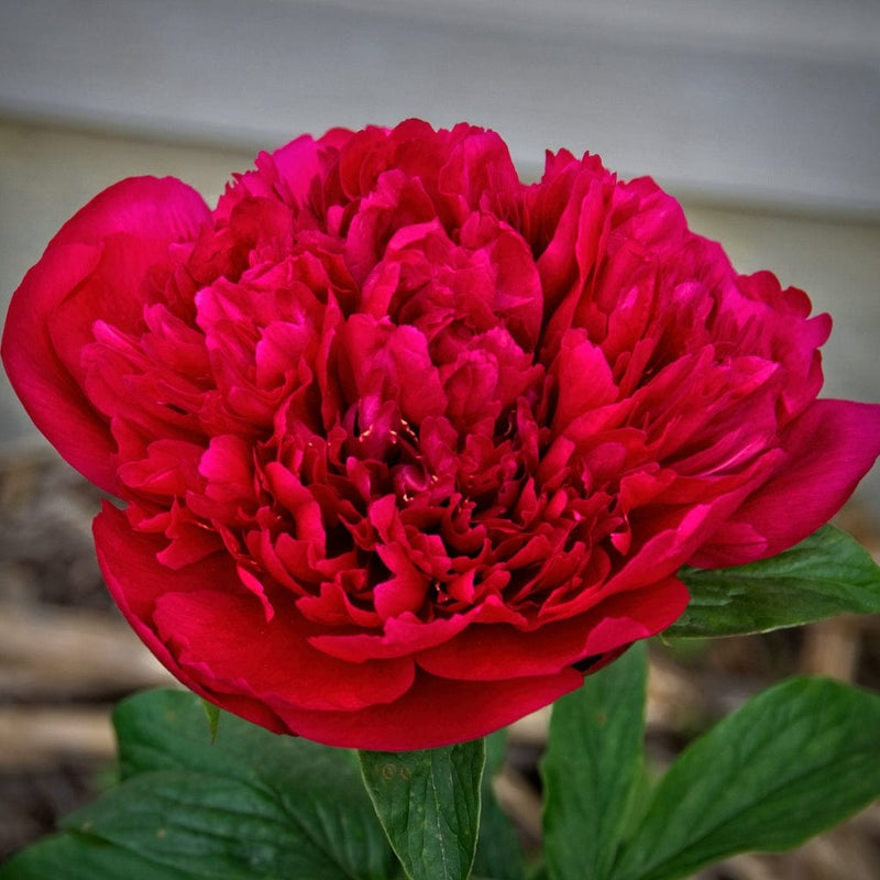 Peony Many Happy Returns Perennial Bedding