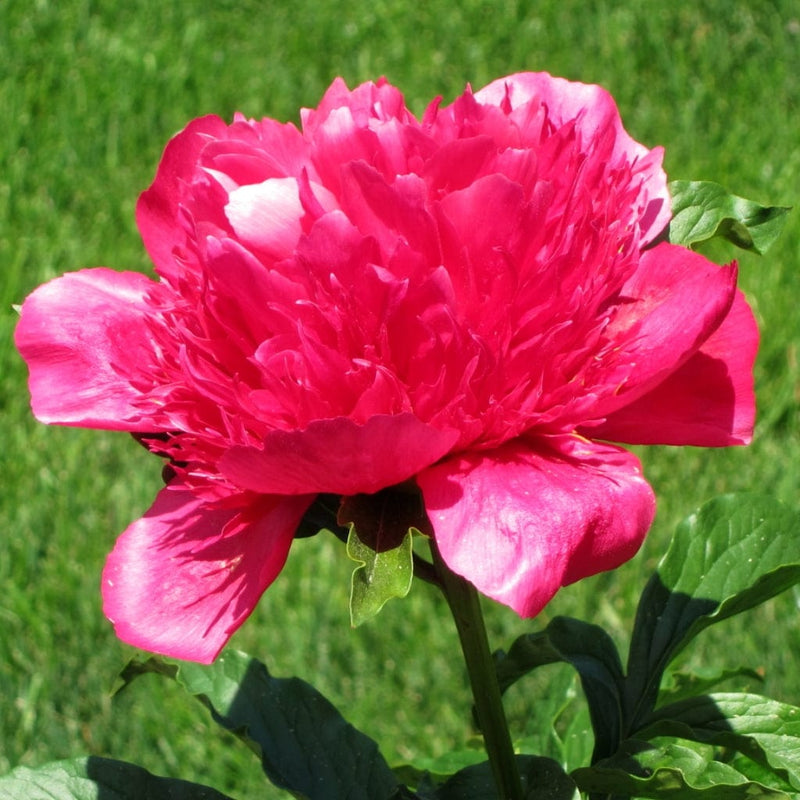 Peony Many Happy Returns Perennial Bedding