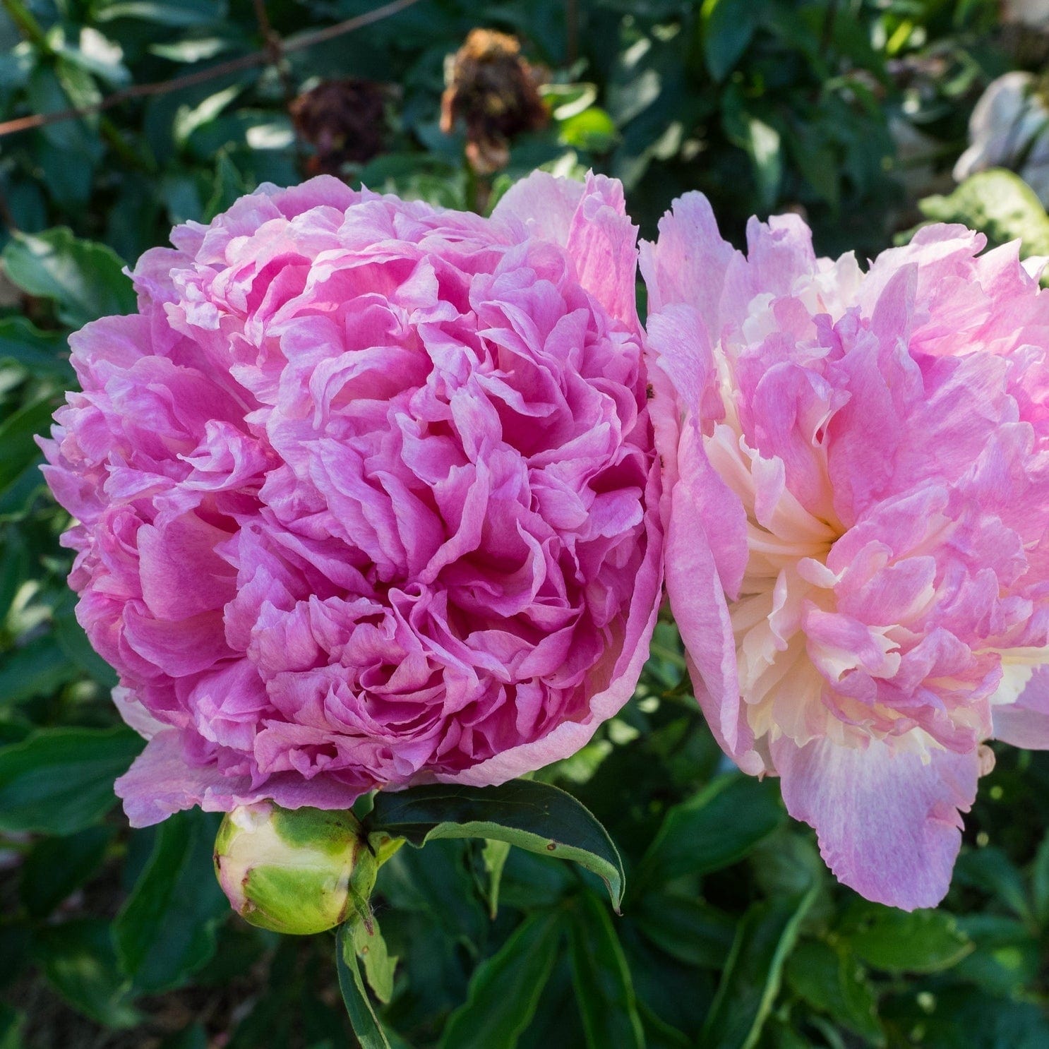 Peony 'Raspberry Sundae' – Roots Plants