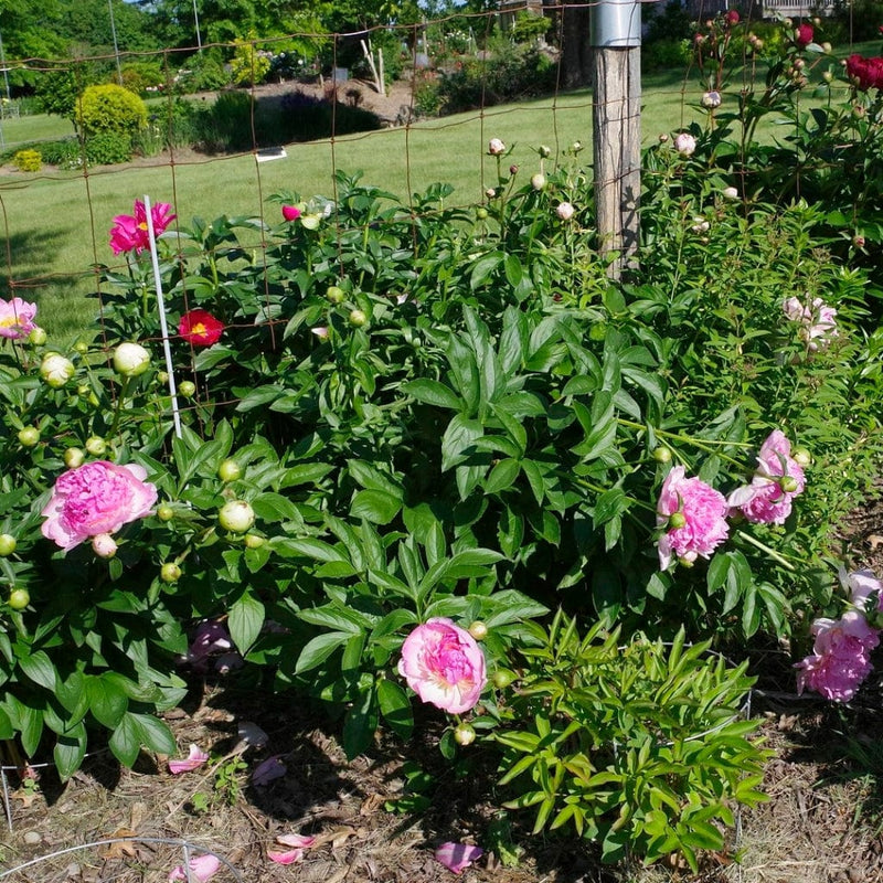 Peony Raspberry Sundae Perennial Bedding