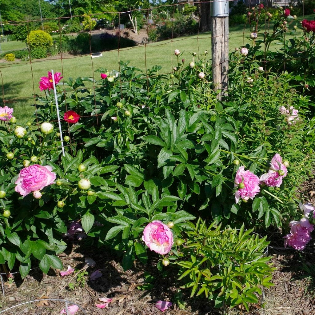 Peony 'Raspberry Sundae' – Roots Plants